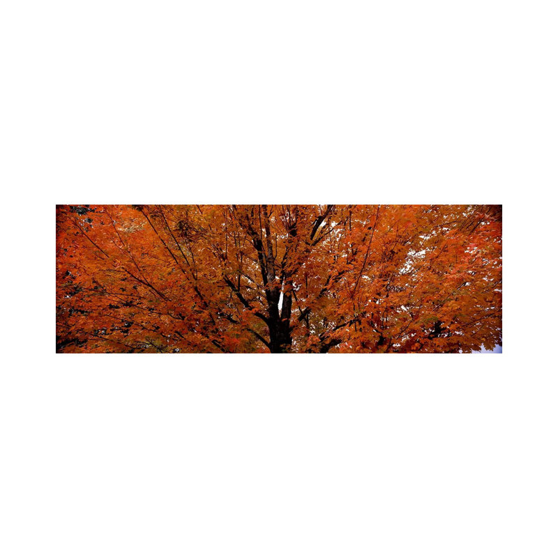 Maple Tree In AutumnVermont, USA by Panoramic Images - Panoramic Gallery-Wrapped Canvas Giclée on Canvas, Canvas