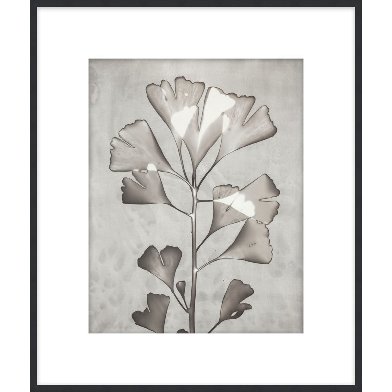 Lucent Botanicals 5 Print by Darrell Kincer, 28.5" H x 25.5" W