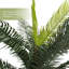 98 po plante
