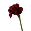 Fiori Amaryllis Arrangement