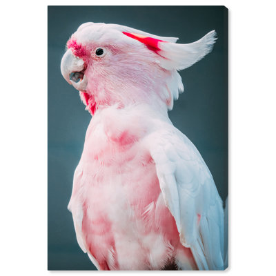 " Talkative Cockatoo "