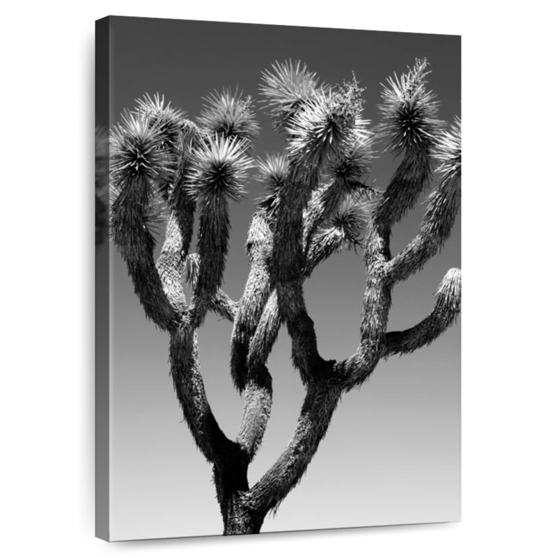 Harnek Black Arizona - The Joshua Tree, 36" H x 24" W