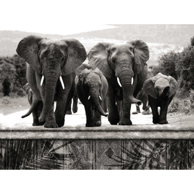 " Black And White Elephants "
