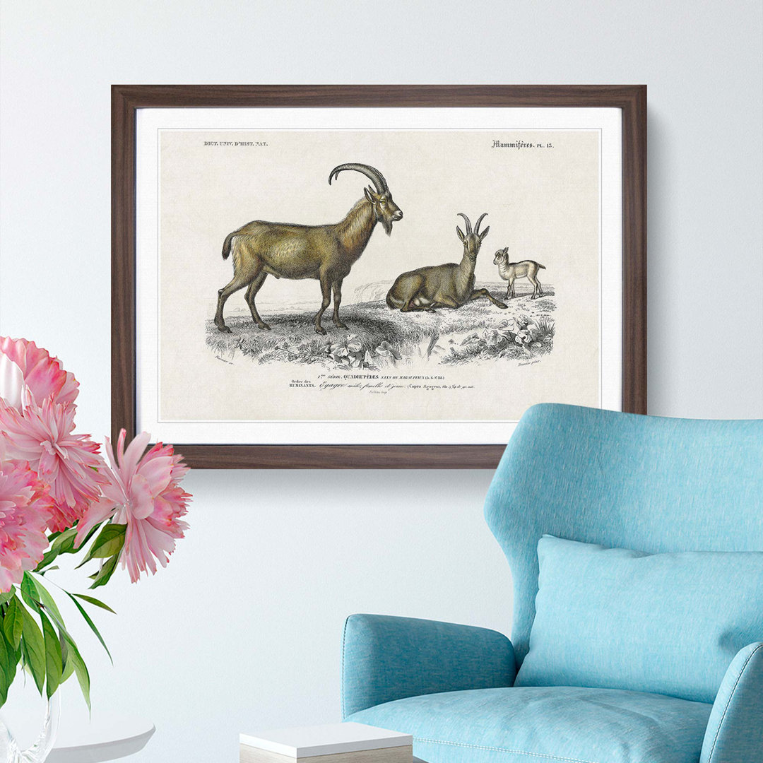 Wild Goat Illustration by Charles D Orbigny - Framed Print
