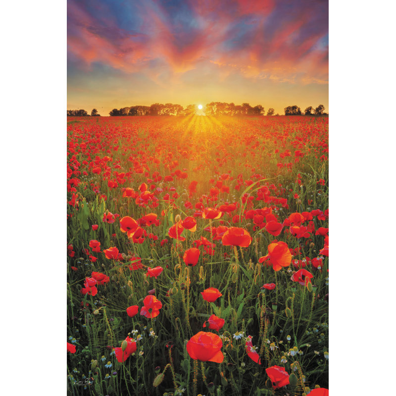 Coquelicots au coucher du soleil, H 18 po x l 12 po, Non, Toile tendue