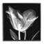 Fleur de tulipe, radiographie sur toile-93921715