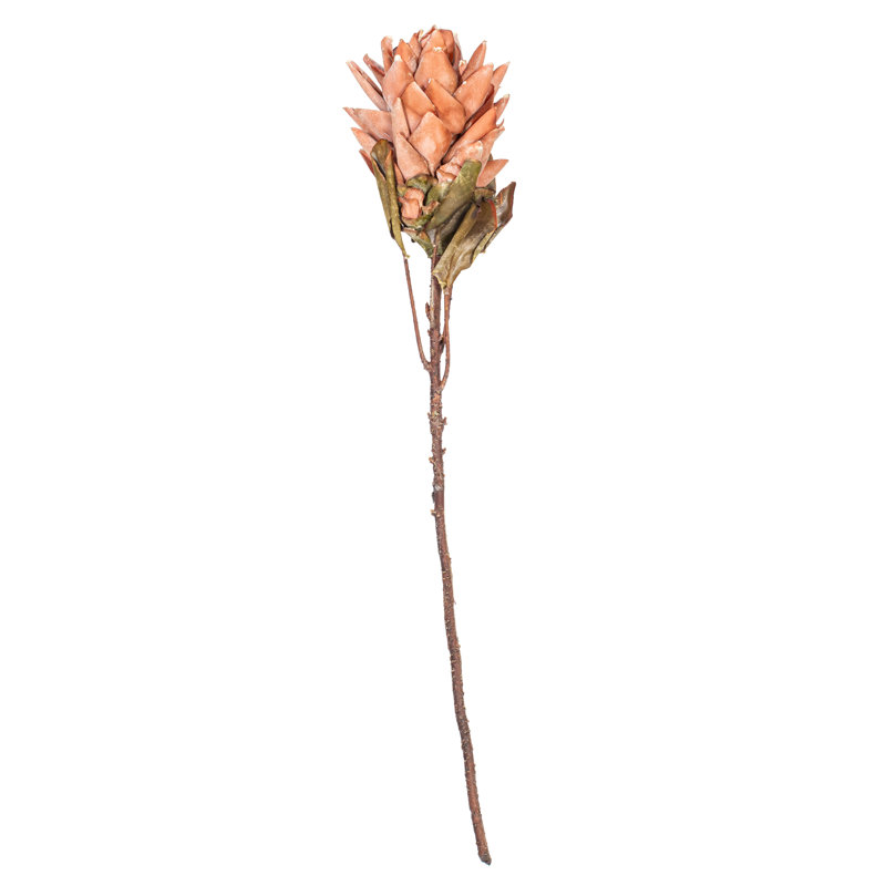 30,5 plante, Orange