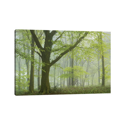 Spring Woodland III by Adam Burton - Wrapped Canvas Print