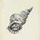 Seashell Pencil Sketch I