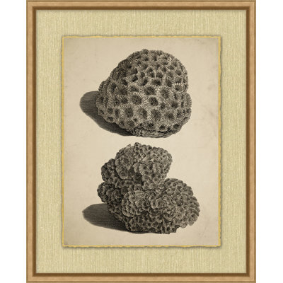 Sepia Sealife " Sepia Sealife 4 "