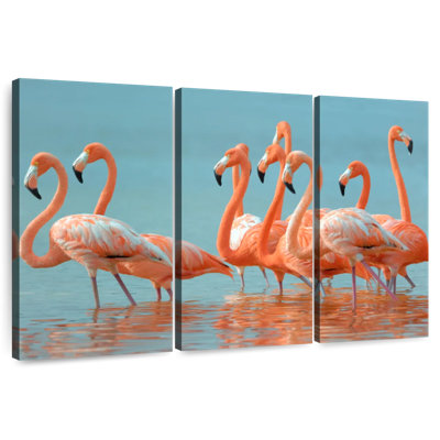 Brampt Flock Of Greater Flamingos