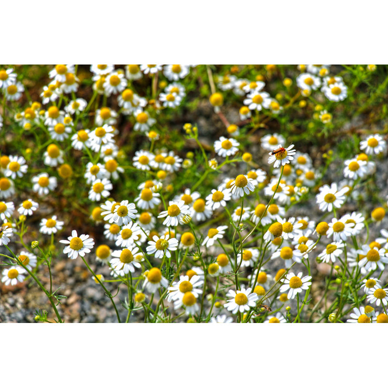 Daisies Meadow - Photographie sur toile tendue, H 8 po x l 12 po