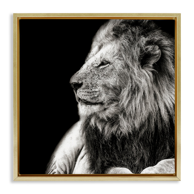 Portrait de lion sur toile flottante encadrée par Shelley Lake, Cadre flottant métallique doré, H 25 po x l 25 po
