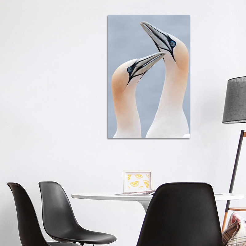 Northern Gannets Displaying, Helgoland, Germany 1 Piece Wrapped Canvas Wall Art, 101.6 cm H x 66.04 cm W x 3.175 cm D