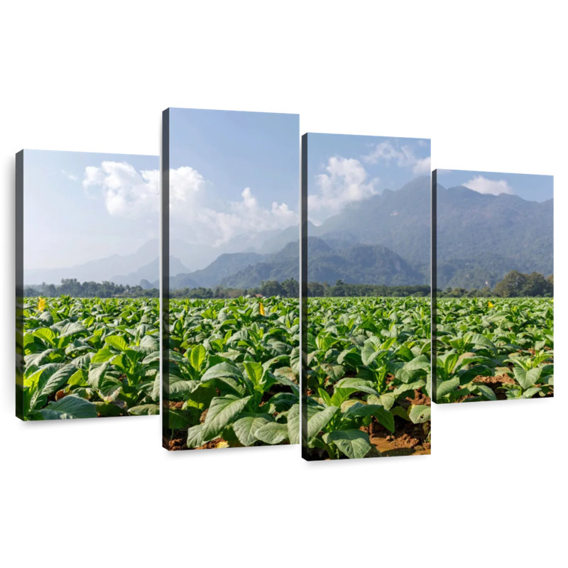 Alvord Tobacco Green Fields