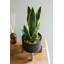 Plante de serpent pour plante
