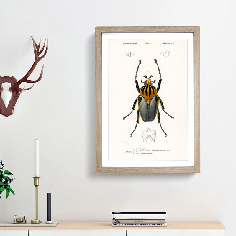 Beetle Illustration PL.6 by Charles D'Orbigny - Single Picture Frame Print, 33cm H x 24cm W x 2cm D, Oak Framed