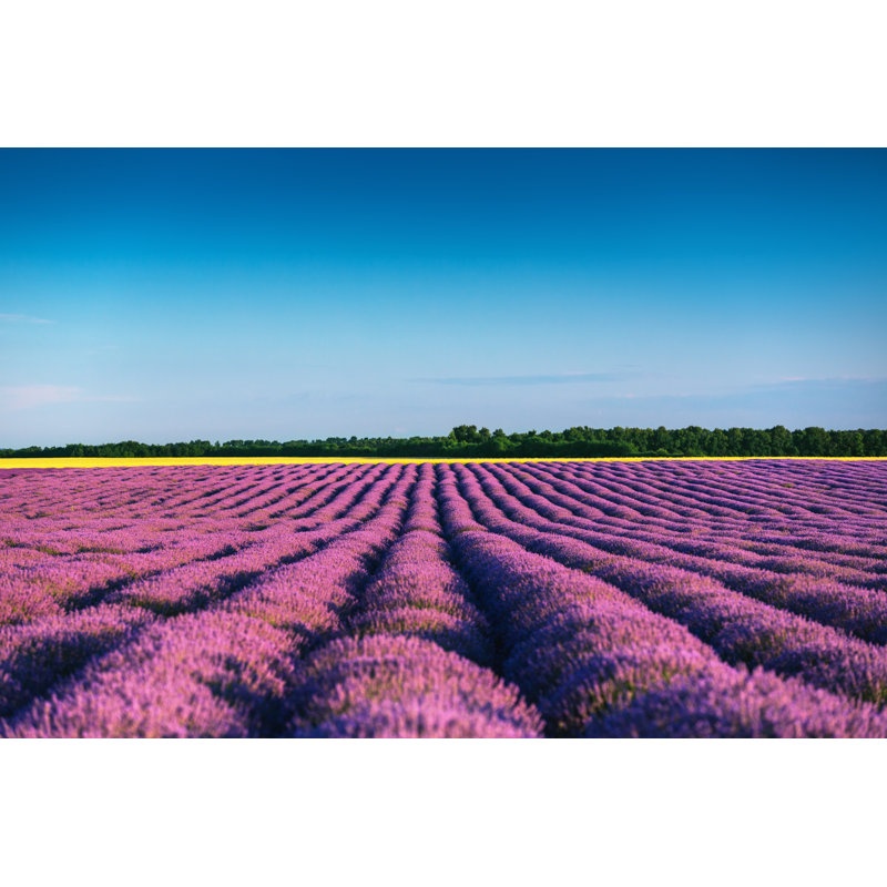 Champ de lavande - photographie sur toile, H 20 po x l 30 po