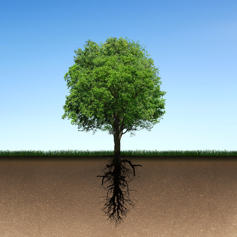 Tree And Root - Wrapped Canvas Print, 30cm H x 30cm W 