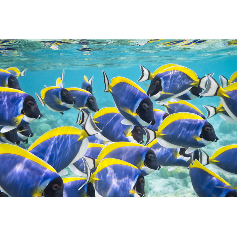 Powder Blue Surgeonfish - Wrapped Canvas Print, 51cm H x 76cm W x 3.8cm D