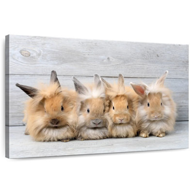 Brampt moelleux lapins