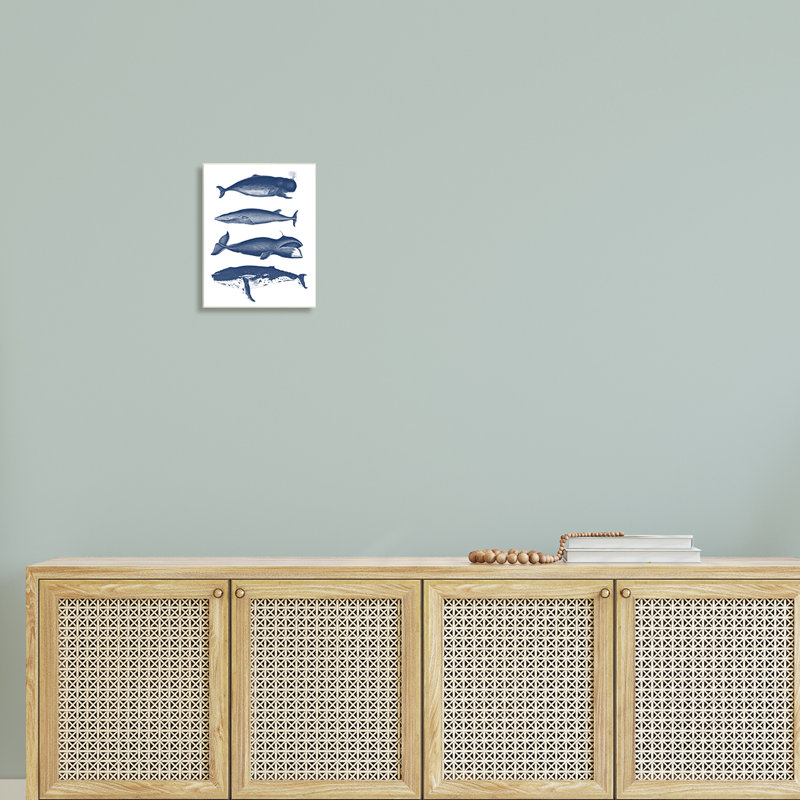 " Various Whales Types Sea Life Detailed Illustrations " by Lettered And Lined, 15" H x 10" W x 0.5"D