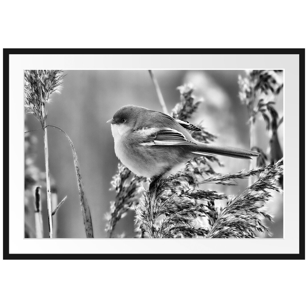 Gerahmtes Poster Kleiner Vogel auf Weizen