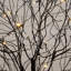 Arbre d'Halloween artificiel pré-éclairé noir avec des chauves-souris et 50 lumières DEL blanc chaud-469501584