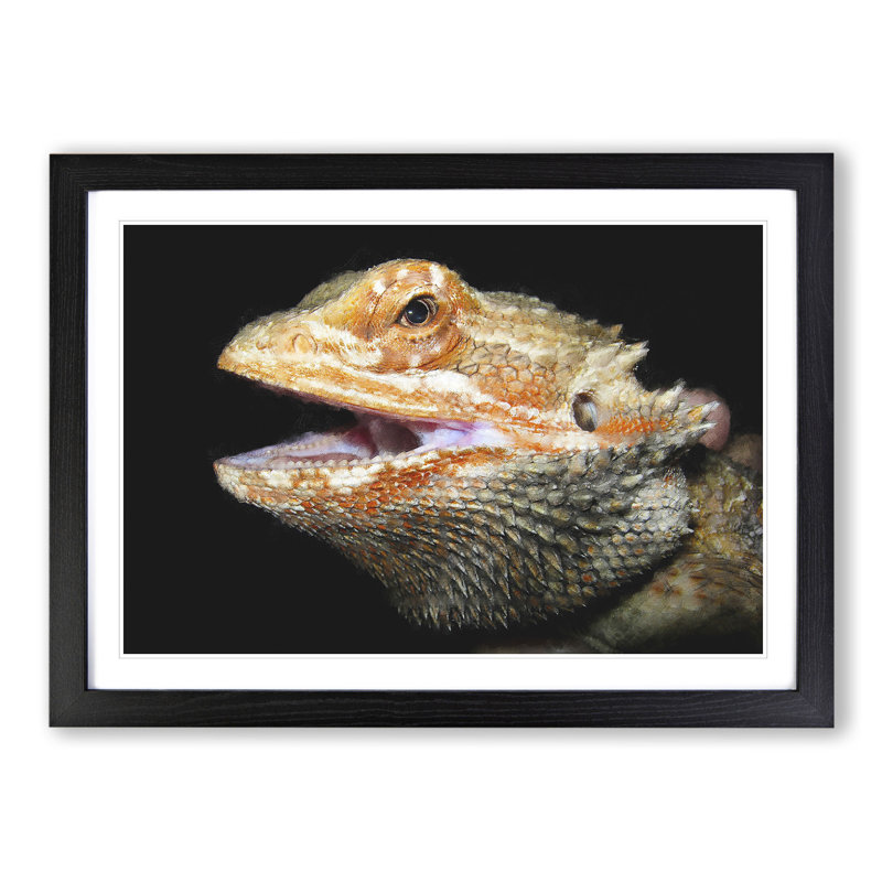 Bearded Dragon Lizard - Picture Frame Photograph, Black Framed, 27cm H x 36cm W x 2cm D