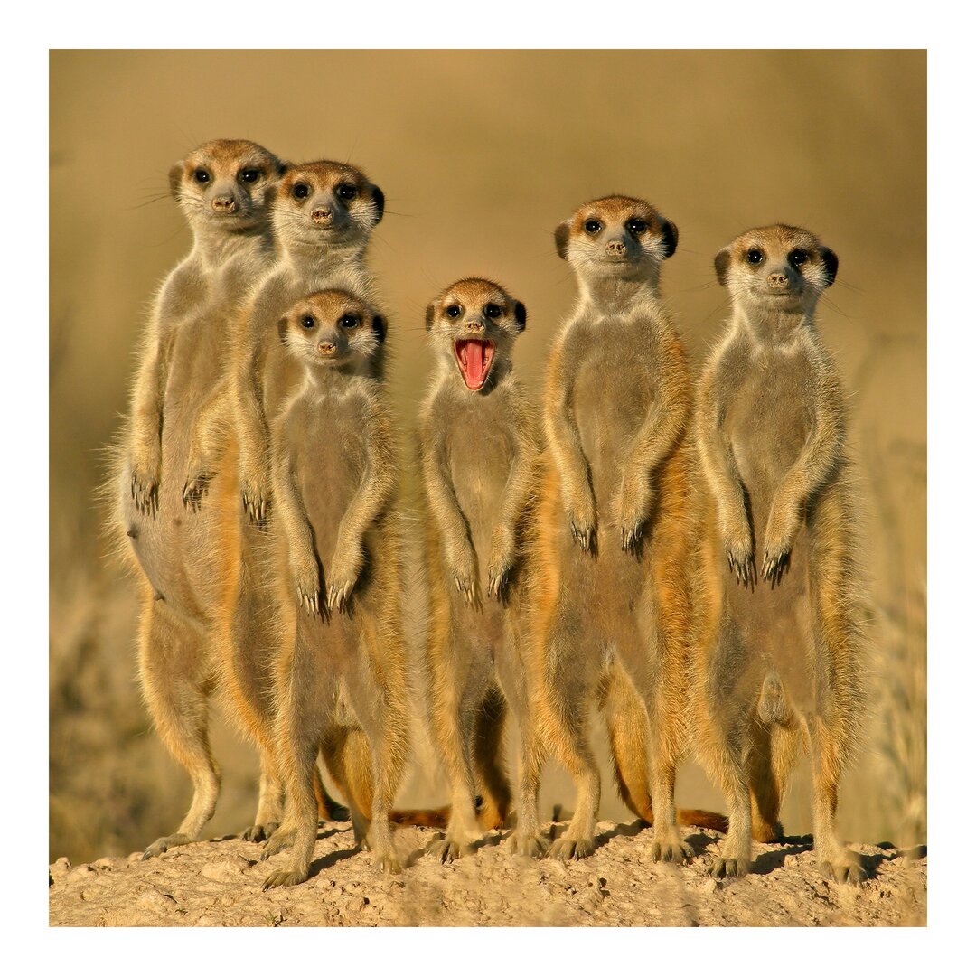 Seidenmatte Tapete Meerkat Family