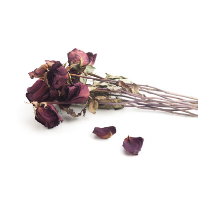 " Withered Roses " by Caochunhai