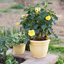 Pot à fleurs intérieur / extérieur Traditional-927975558-927975567