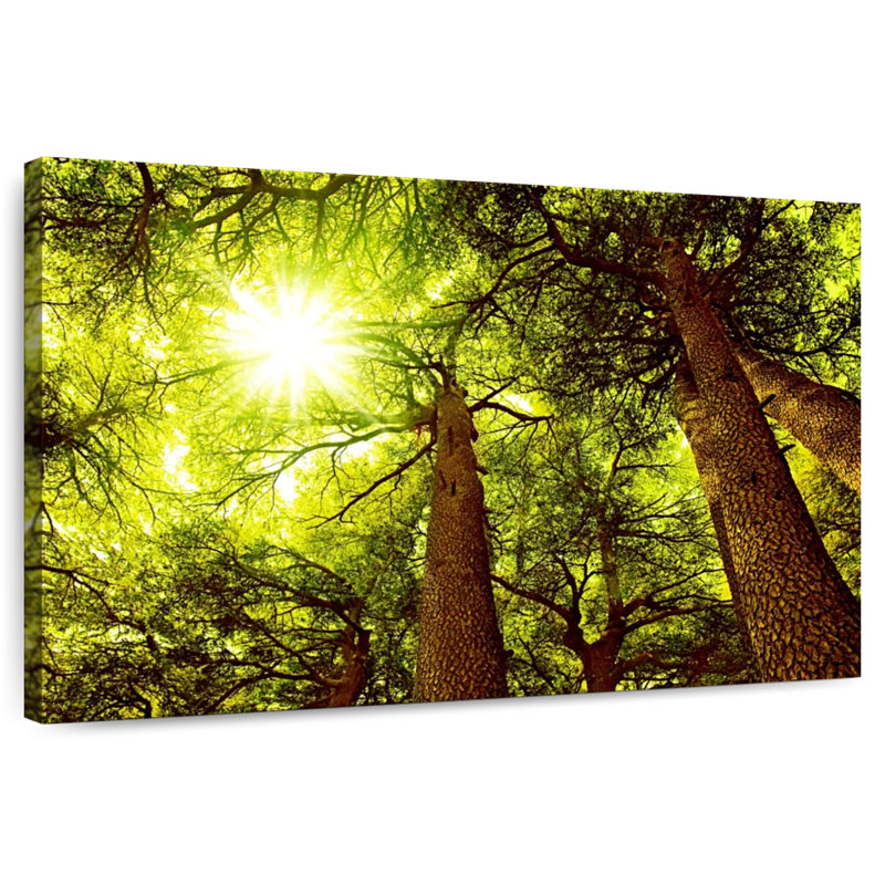 Forêt de cèdres Harnek ensoleillée, H 24 po x l 36 po