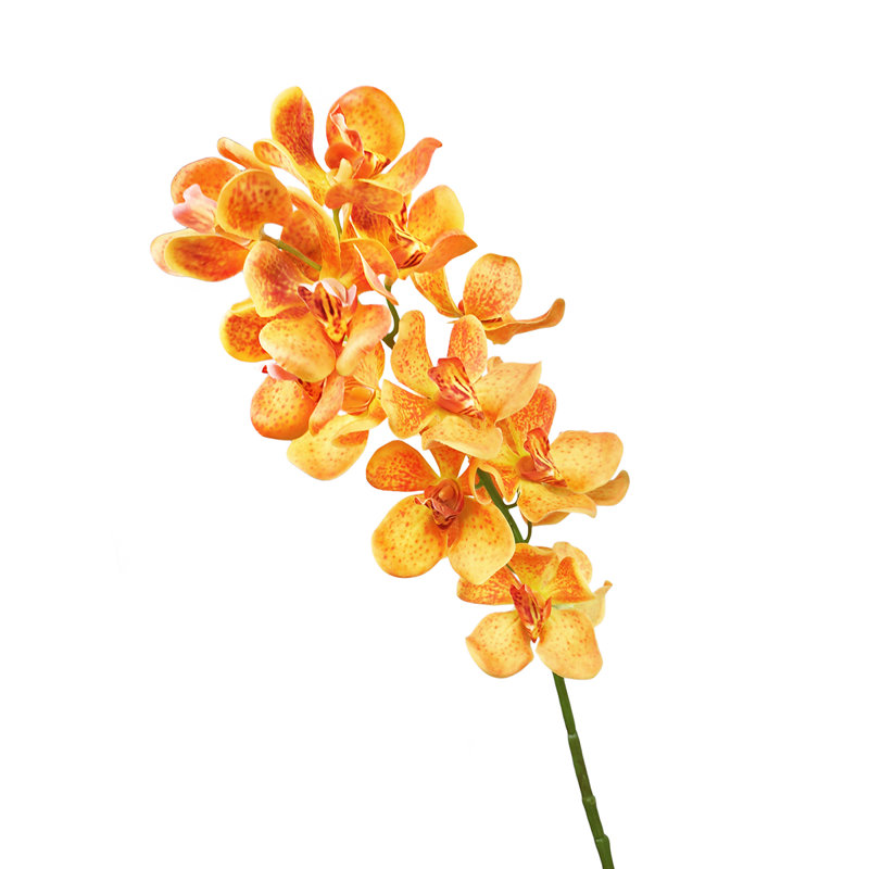Tiges d'orchidées, Orange