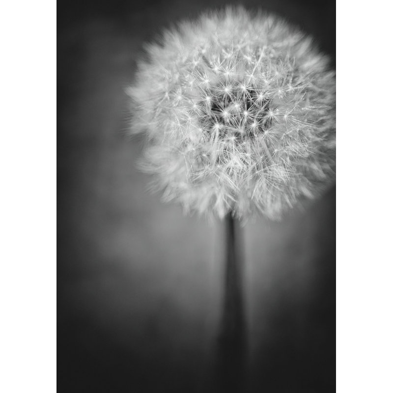 Dandelion Print by Scott Norris, 31.25" H x 25.25" W