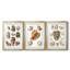 Collection de coquillages VI - impression sur mesure encadrée de qualité supérieure - 3 pièces-496648177-496648181