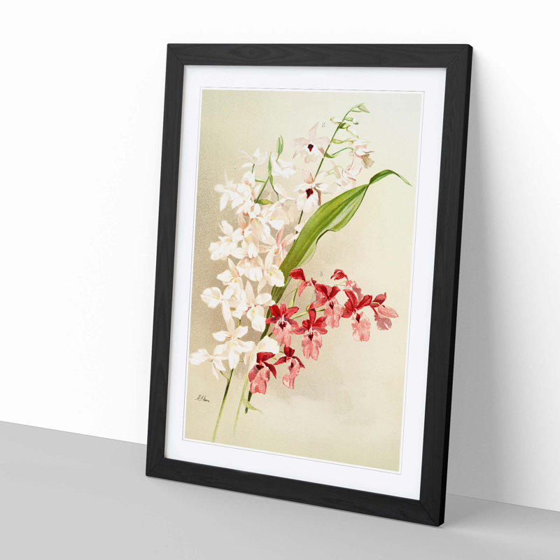 Magnolia Flowers Illustration Tab. 63 by Frederick Sander - Picture Frame Painting Print, 76cm H x 50cm W x 2cm D, Black