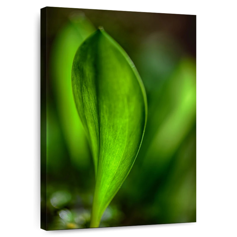 Harnek Only In Spring, 24" H x 16" W