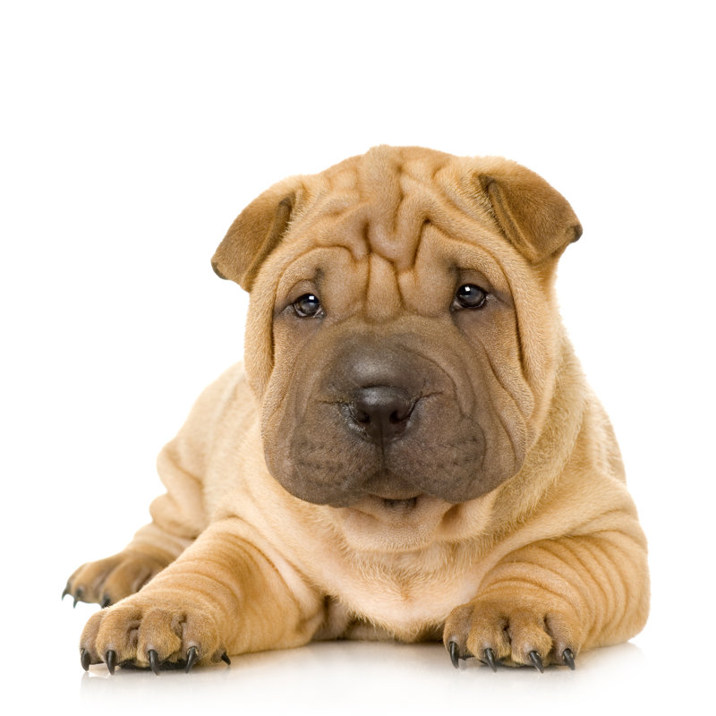 Puppy Sharpei - Wrapped Canvas Print, 91cm H x 91cm W x 3.8cm D