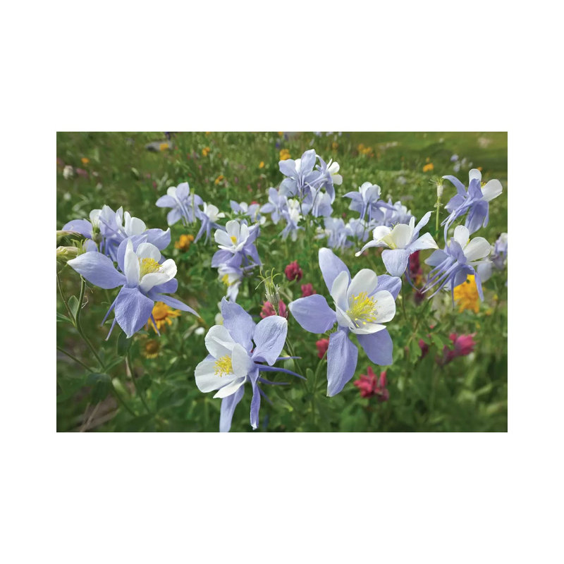 Colorado Blue Columbine Flowers, American Basin, Colorado II by Tim Fitzharris - Wrapped Canvas Print
