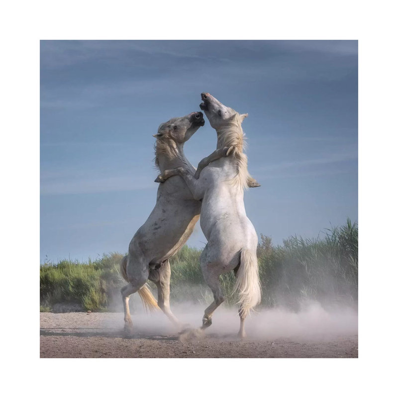 White Angels of Camargue XXI 1 Piece Wrapped Canvas Wall Art, 30.48 cm H x 30.48 cm W