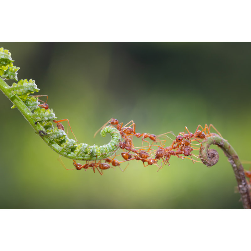 Ant Bridge Unity by Frank600 - Wrapped Canvas Print, 61cm H x 91cm W x 3.8cm D
