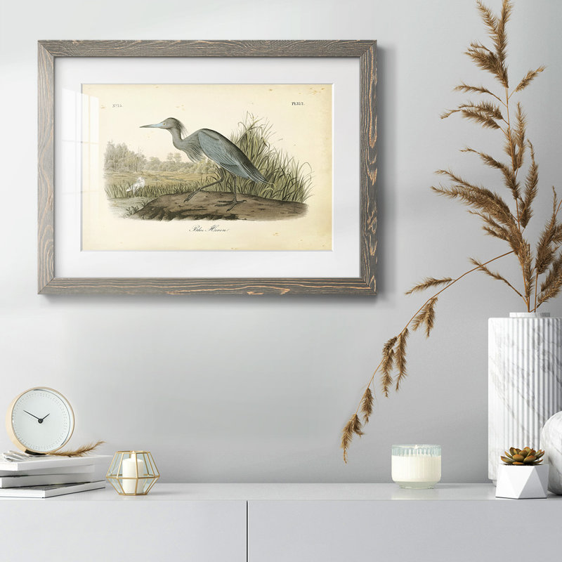 Audubons Blue Heron, Gris