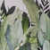 Tropical Collection 4 Panel Wall Mural 8.8' L x 110.2" W in A Tropical Forest Design