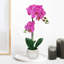 Arrangement floral orchidées phalaenopsis en pot-71650686-72117906