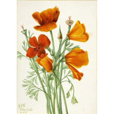 California Poppy (Eschscholtzia californica) (1935)