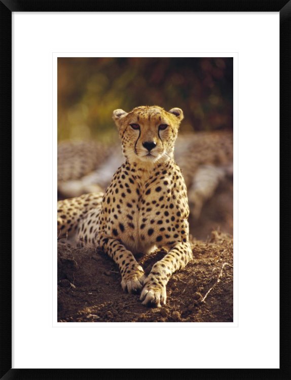 Cheetah Portrait Framed On Paper Print