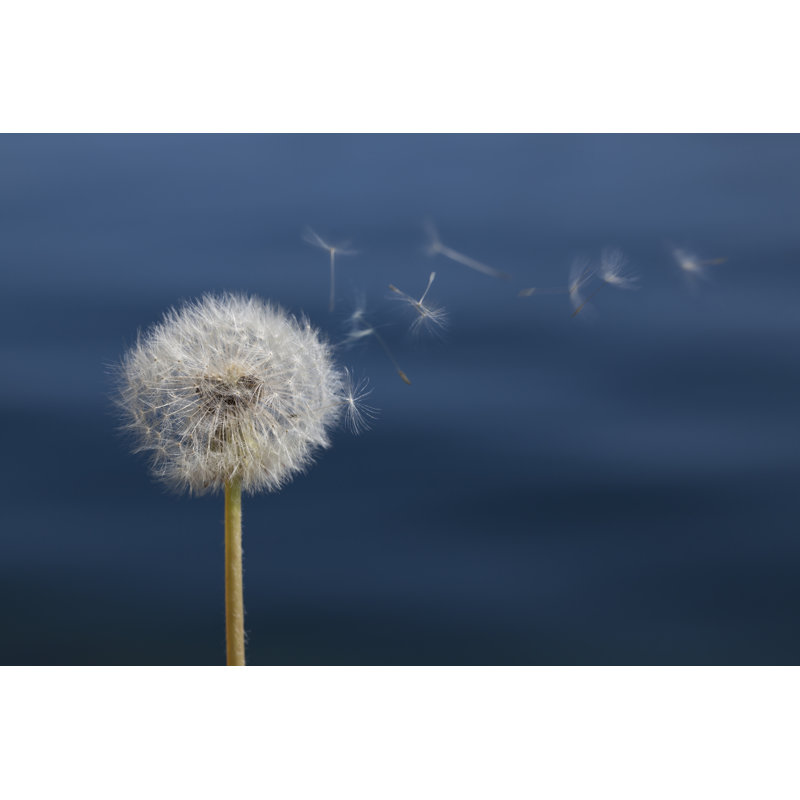 Daeschle Dandelion In Front Of Water - Wrapped Canvas Print, 30cm H x 46cm W x 3.8cm D