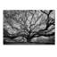 Tree Of Wisdom Print-24074657
