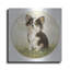 "Chihuahua Sentadito" par John Silver